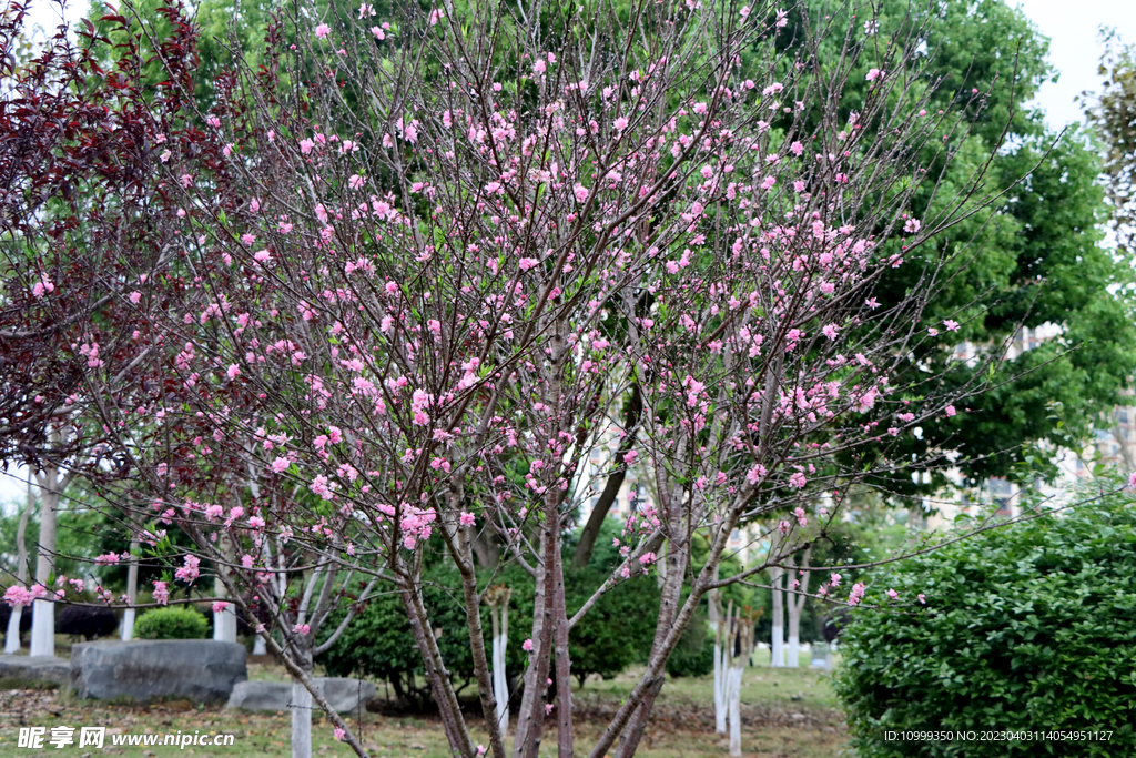 桃花