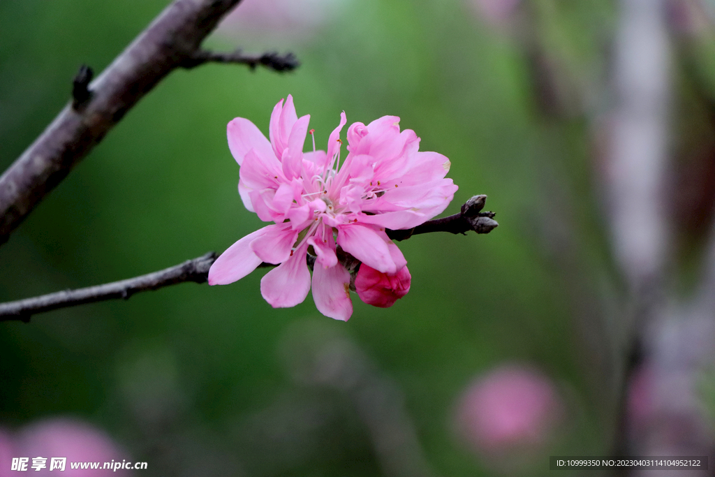 桃花