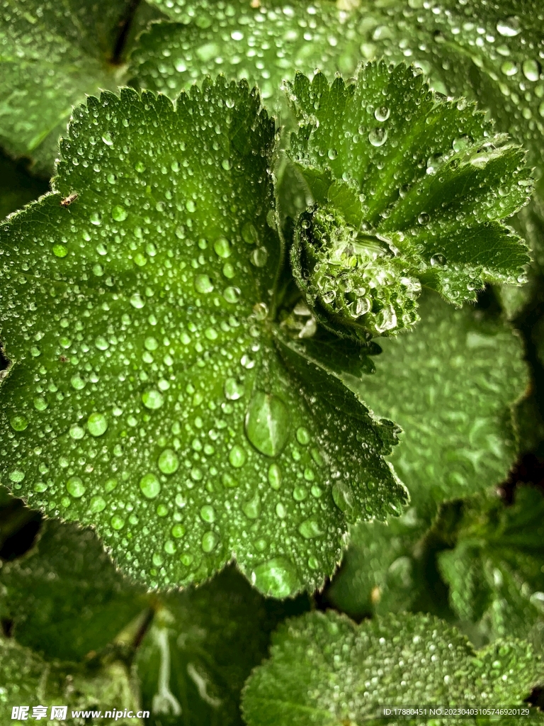 虎耳草