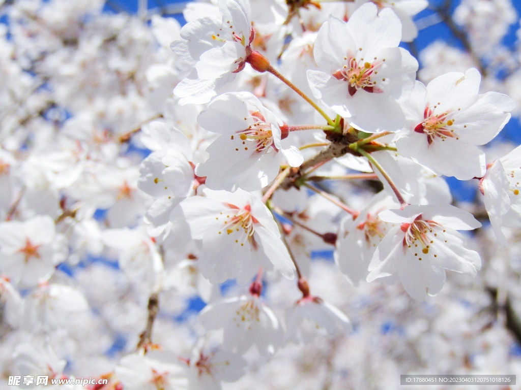 樱花
