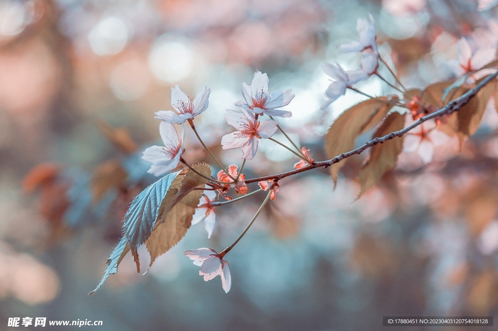 桃花