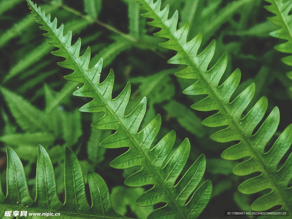蕨类植物