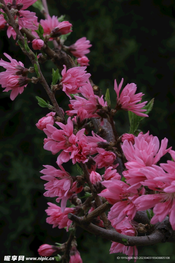 菊花桃