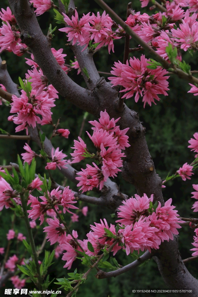 菊花桃 