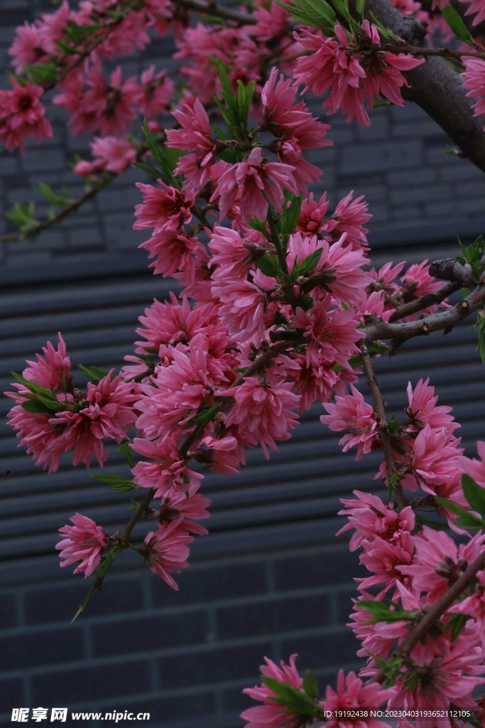 菊花桃 