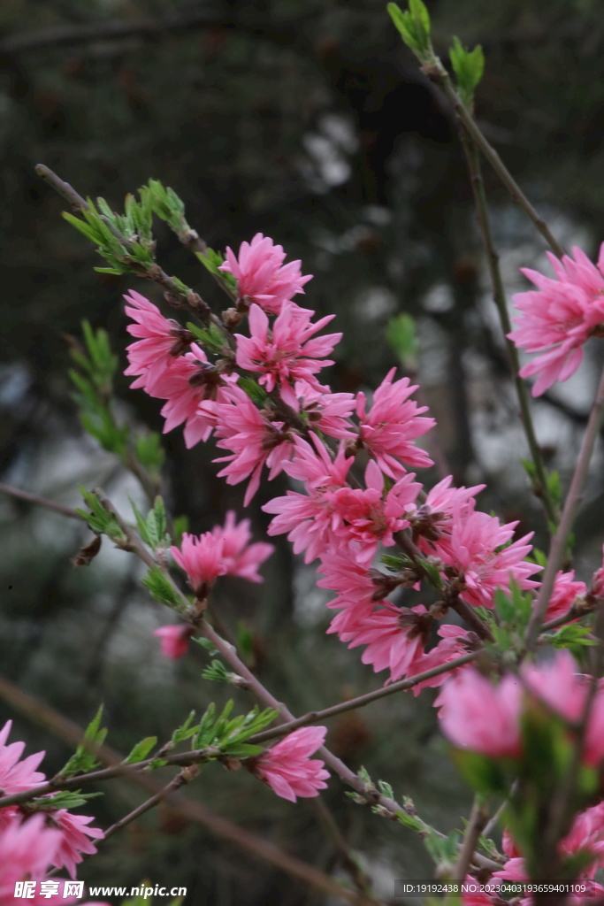 菊花桃