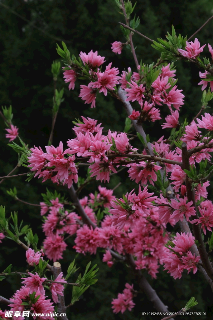 菊花桃 