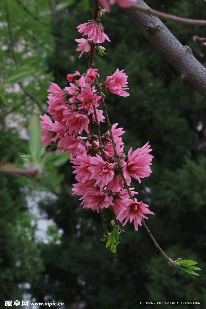 菊花桃