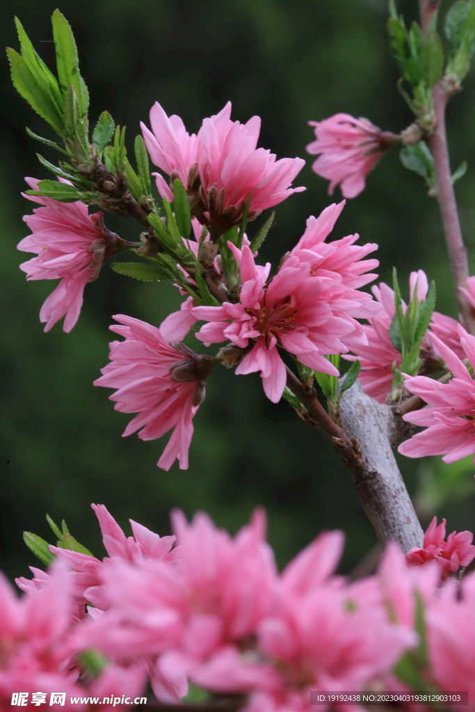 菊花桃 