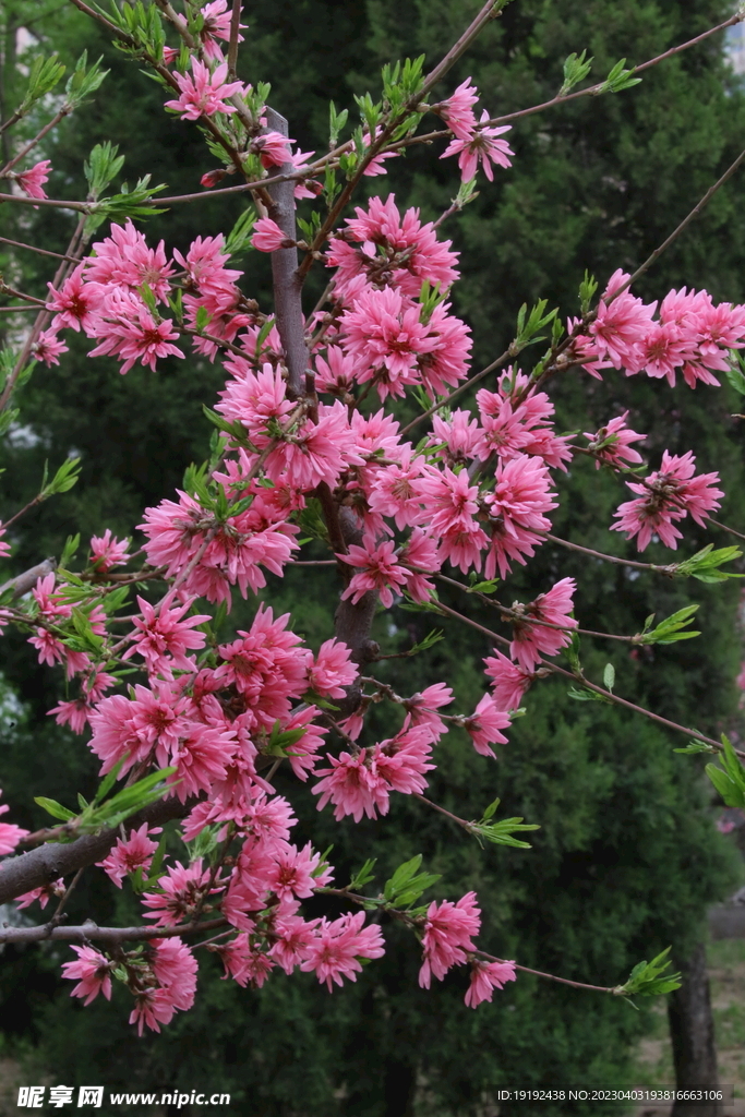 菊花桃