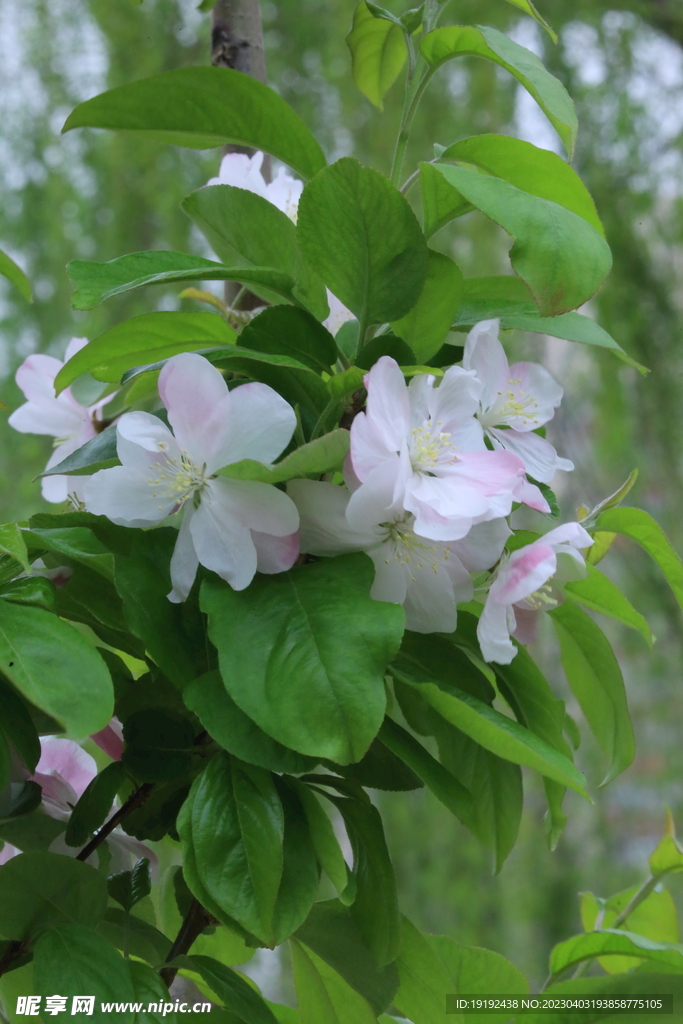 海棠花 