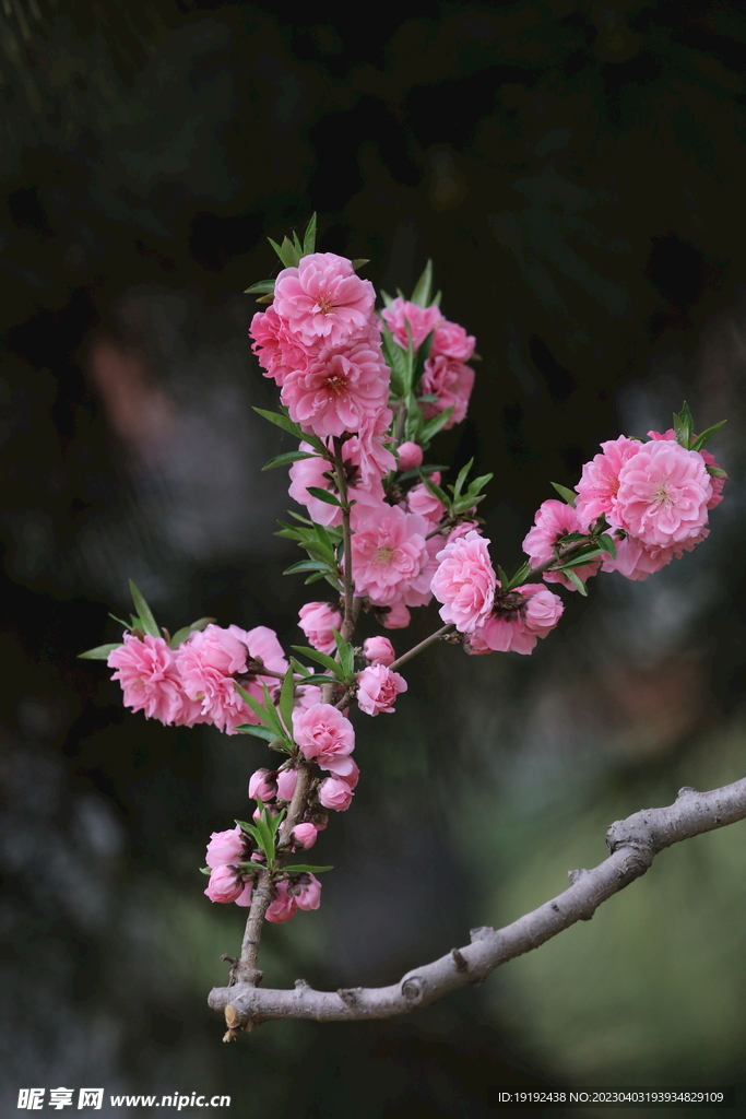 碧桃花儿 