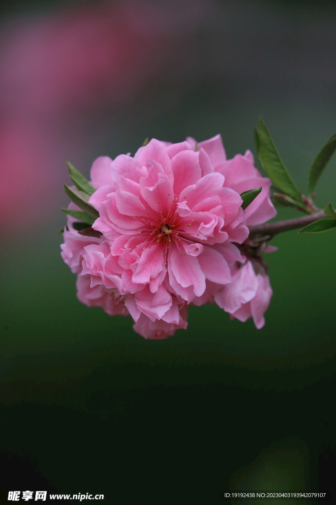 碧桃花儿 