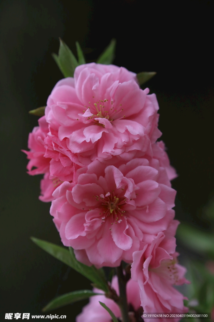 碧桃花儿