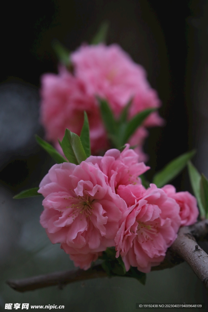 碧桃花儿 