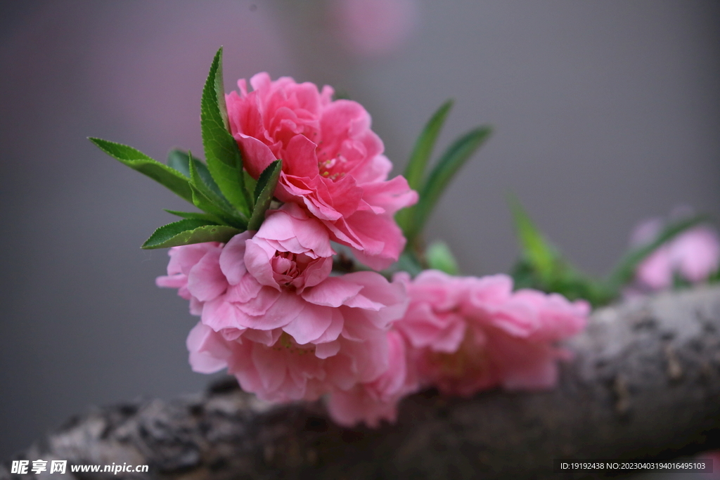 碧桃花儿 