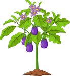 卡通茄子植株