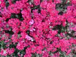 除虫菊 菊花