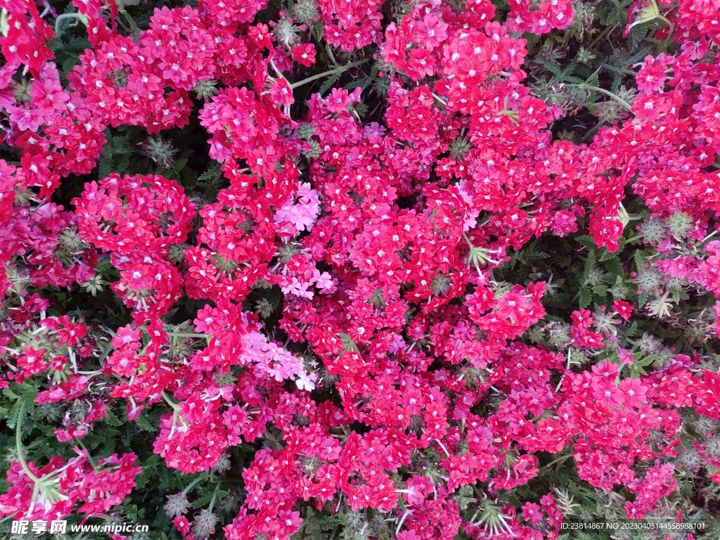 除虫菊 菊花