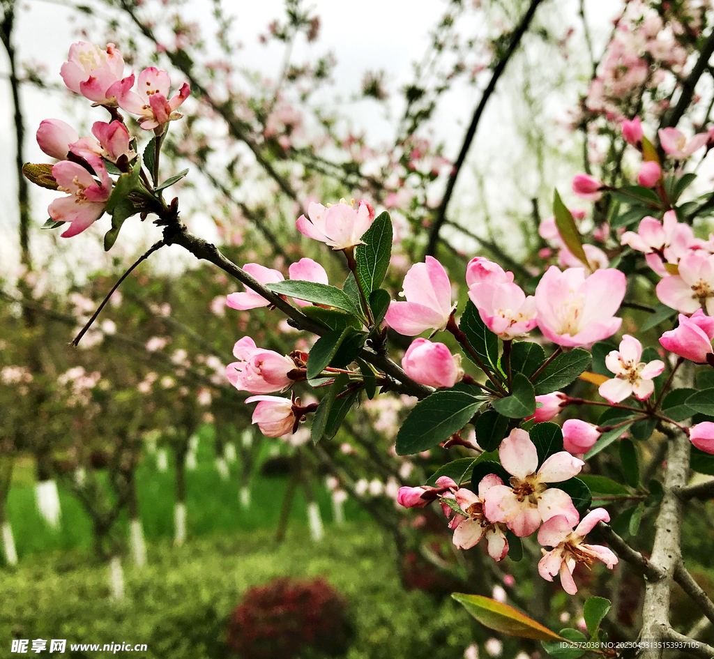 海棠花开