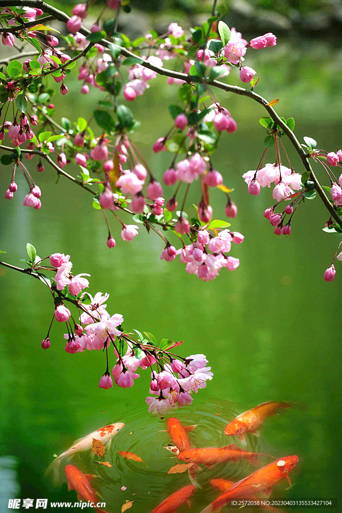 海棠花开