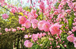 海棠花开