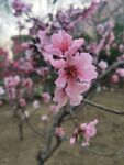 桃花树