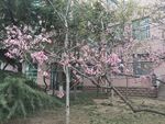 桃花树