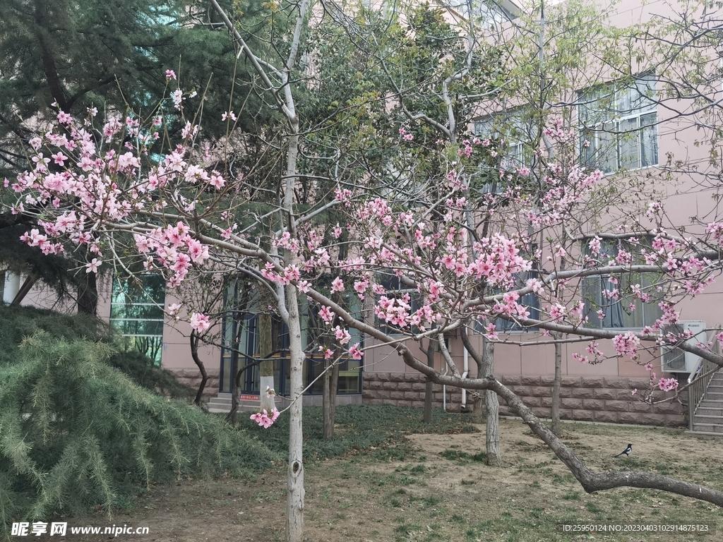 桃花树