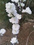 千瓣白桃