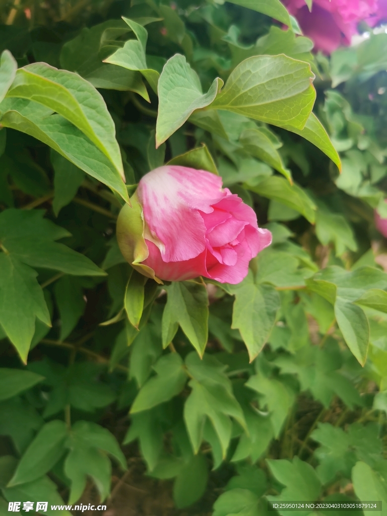 红牡丹