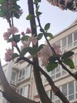 海棠花