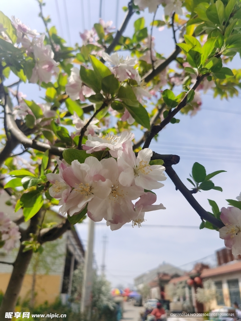 海棠花