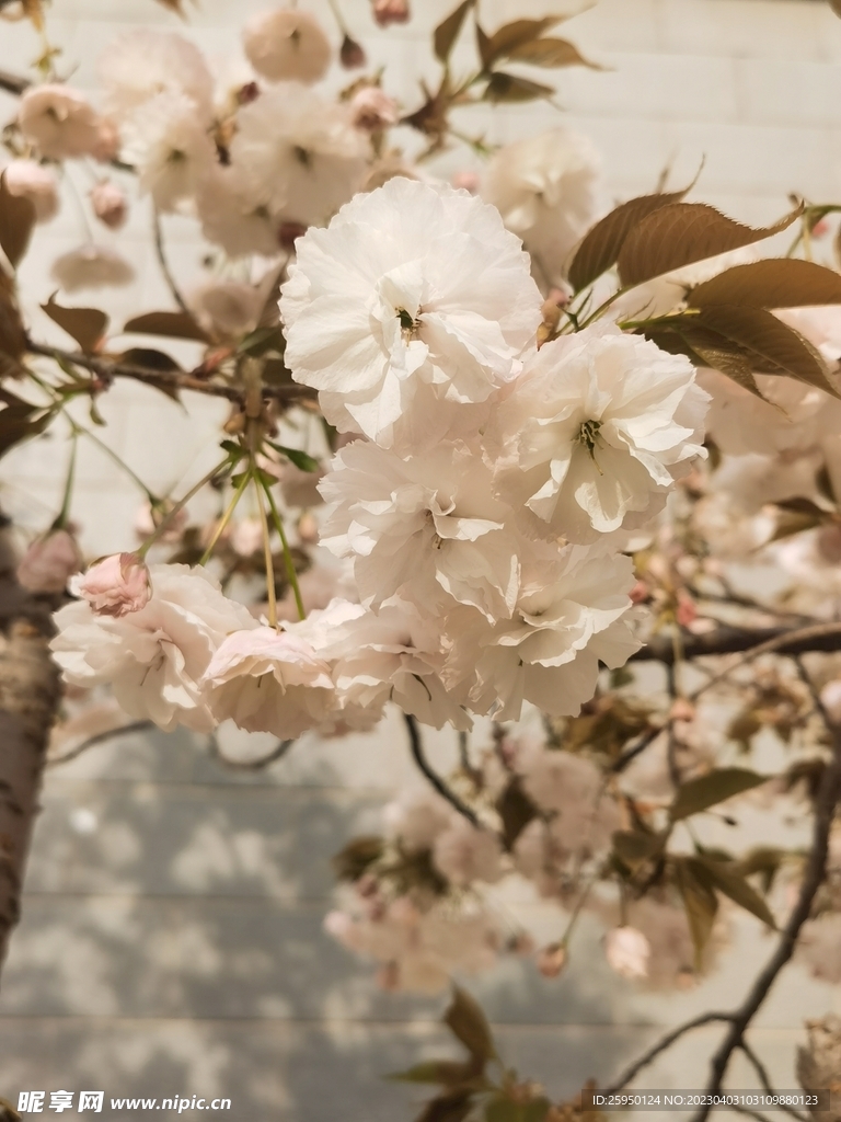 樱花