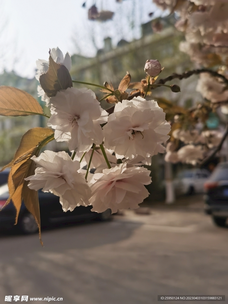 樱花