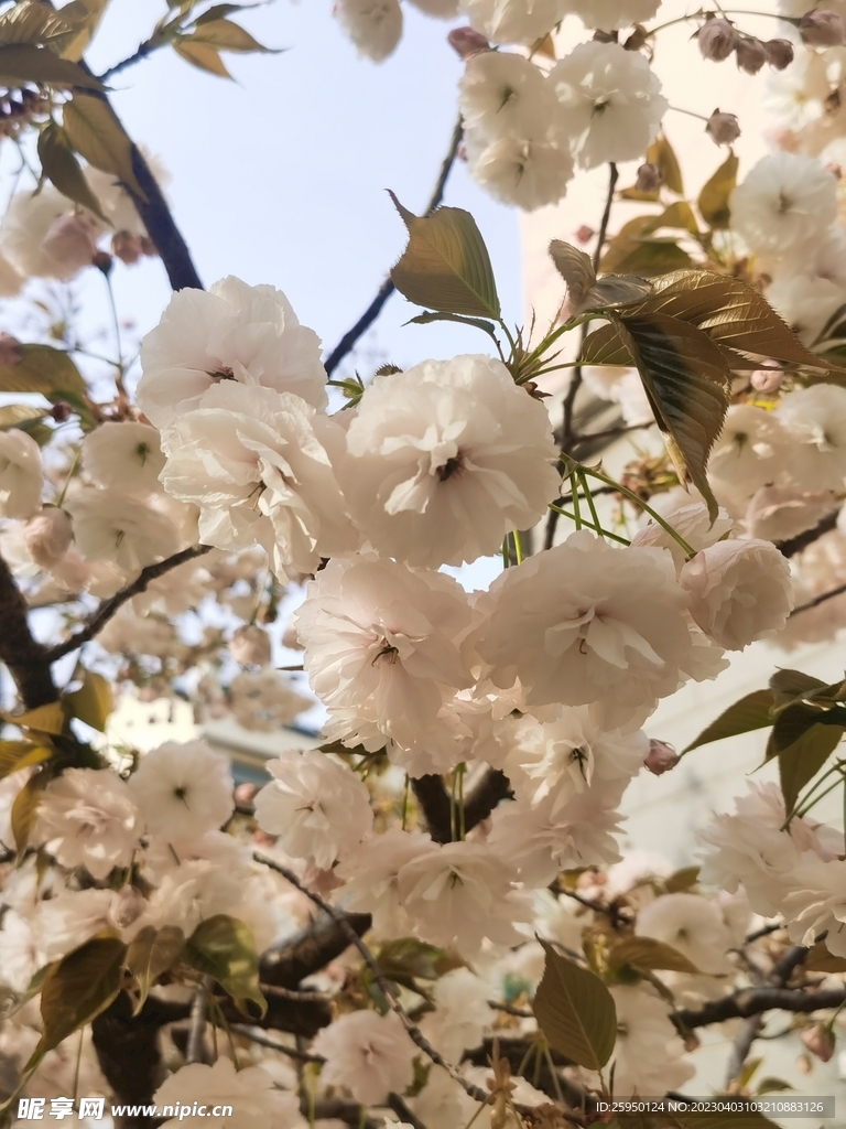樱花