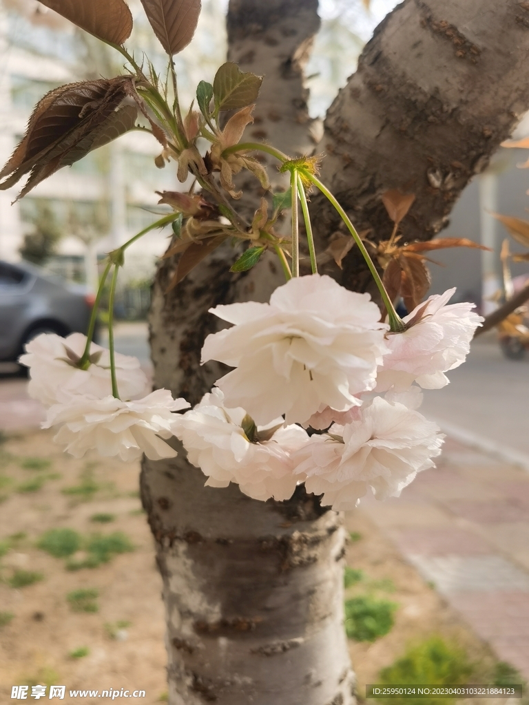 樱花