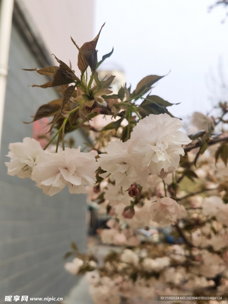 樱花