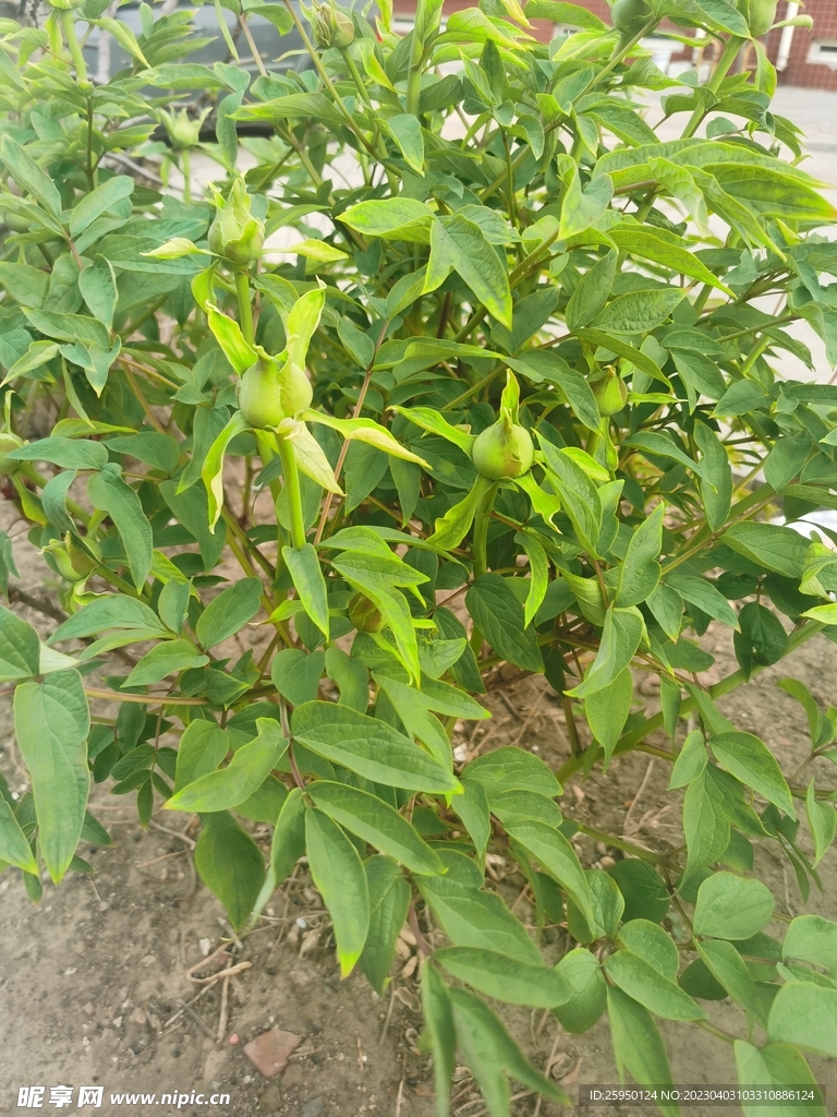 红牡丹