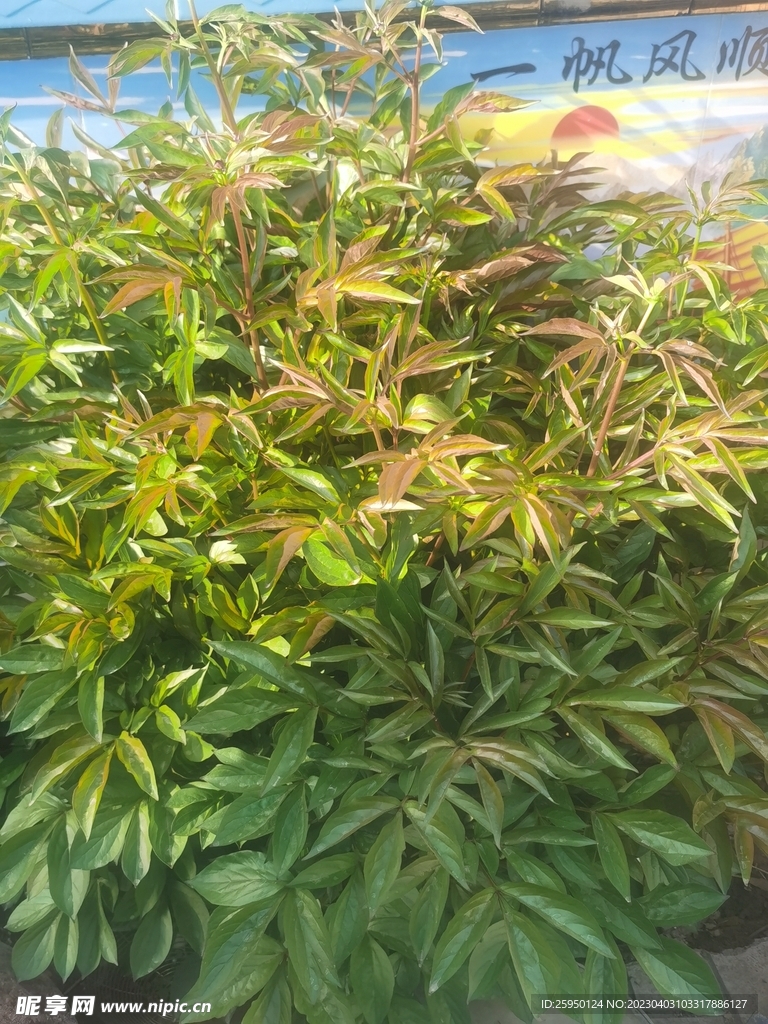 红牡丹