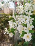  海棠花
