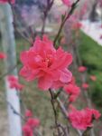 红叶碧桃