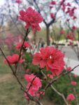 红叶碧桃