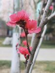 红叶碧桃