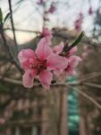 桃花树 桃花林 初春 桃花园 