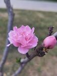 红叶碧桃