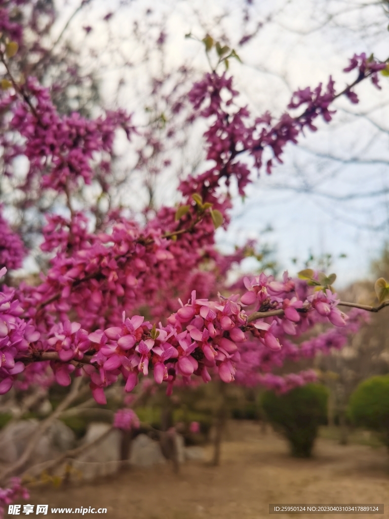 紫荆花