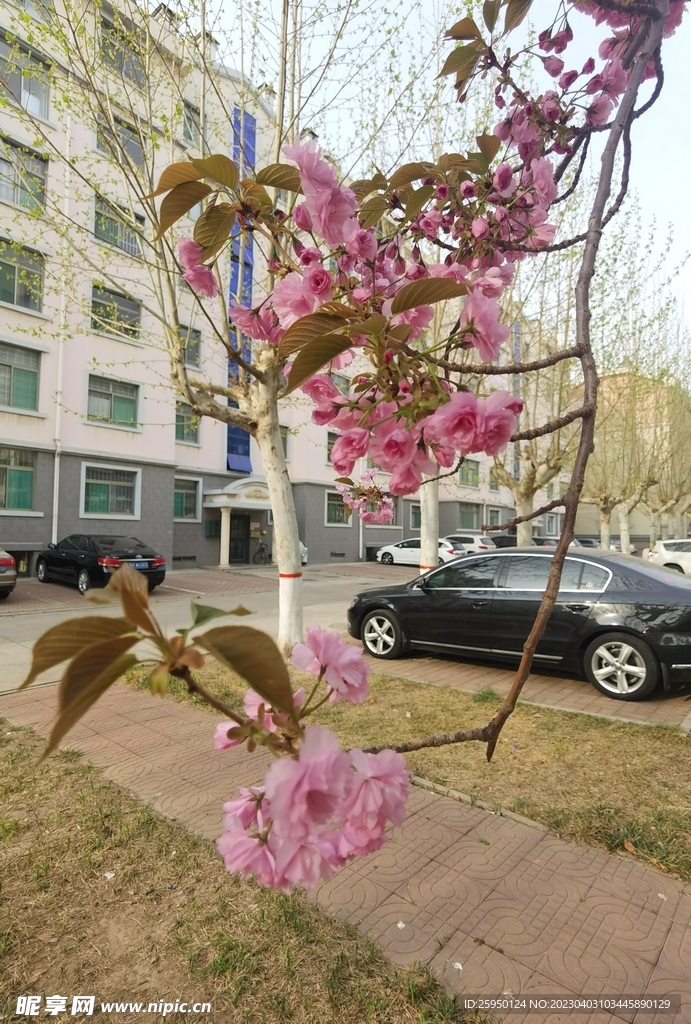 樱花