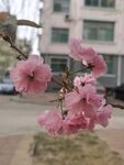 樱花树