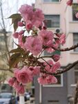 樱花树